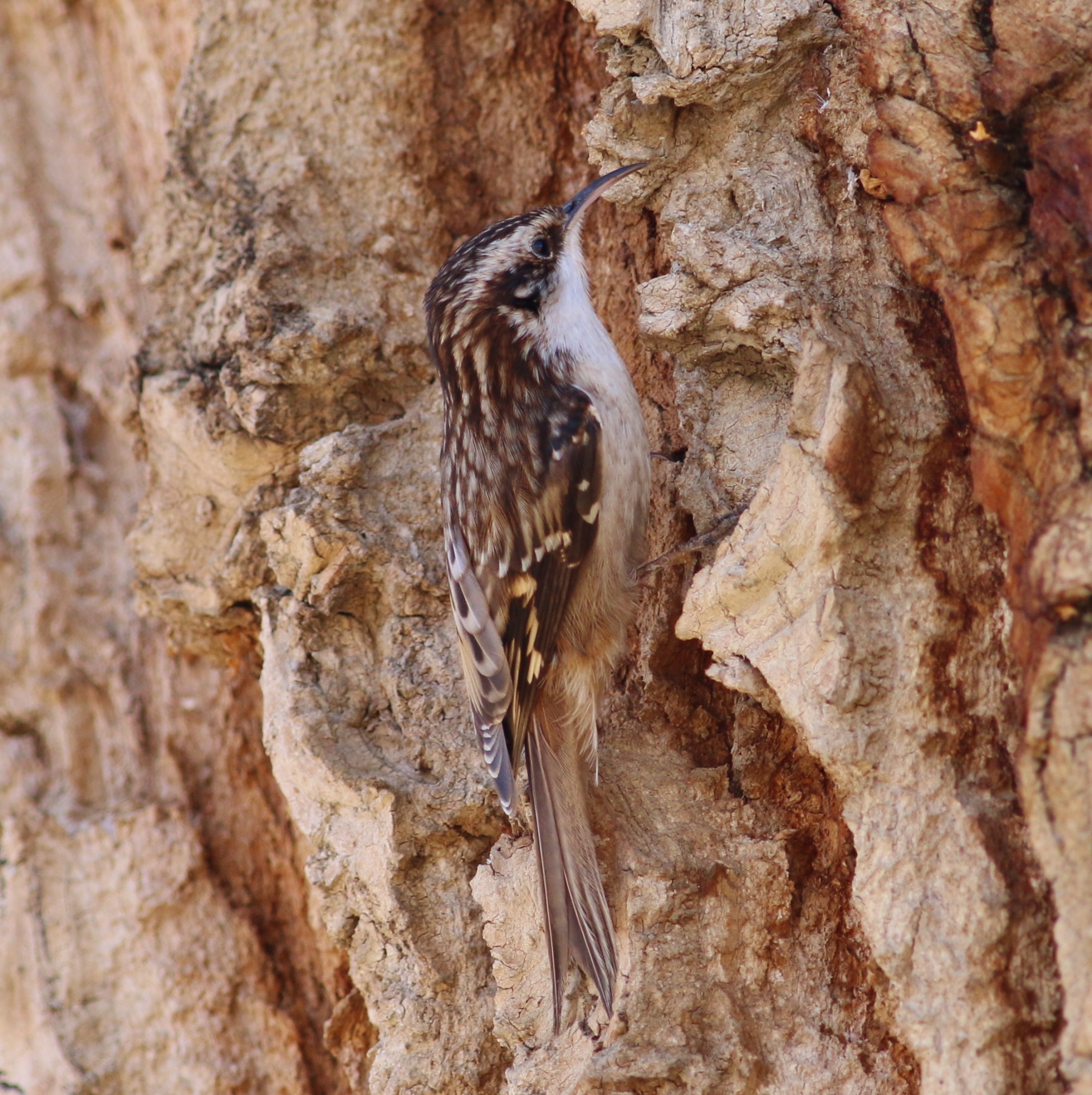 Brown Creeper Department of Biology CSUSB